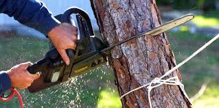 Best Tree Disease Treatment  in Mountain City, GA