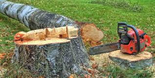 Best Hazardous Tree Removal  in Mountain City, GA