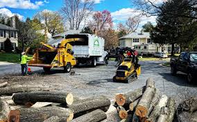 Best Lawn Renovation and Restoration  in Mountain City, GA