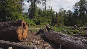 Best Utility Line Clearance  in Mountain City, GA