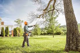 Best Tree Risk Assessment  in Mountain City, GA