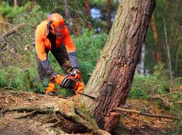 Trusted Mountain City, GA Tree Care Experts