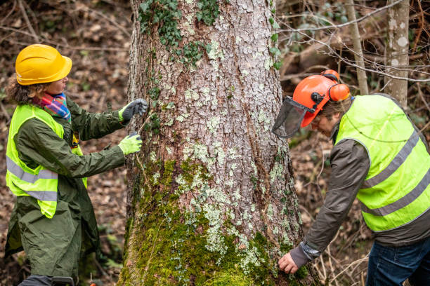 Best Arborist Consultation Services  in Mountain City, GA