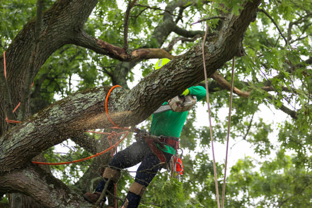 Best Emergency Tree Removal  in Mountain City, GA