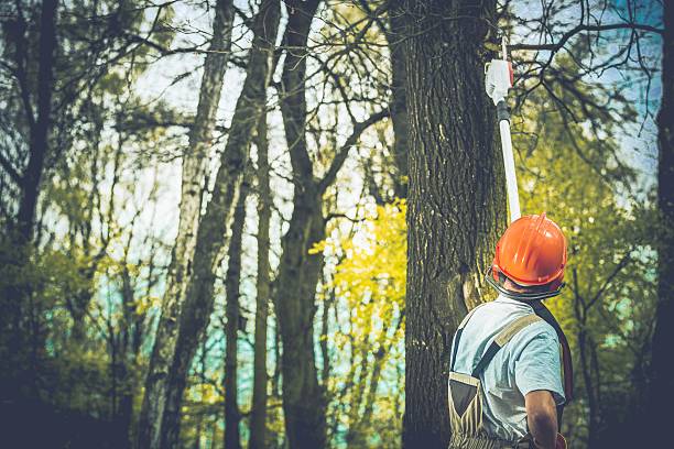 Best Tree Cabling and Bracing  in Mountain City, GA