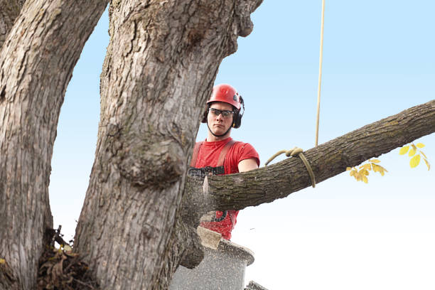 How Our Tree Care Process Works  in  Mountain City, GA