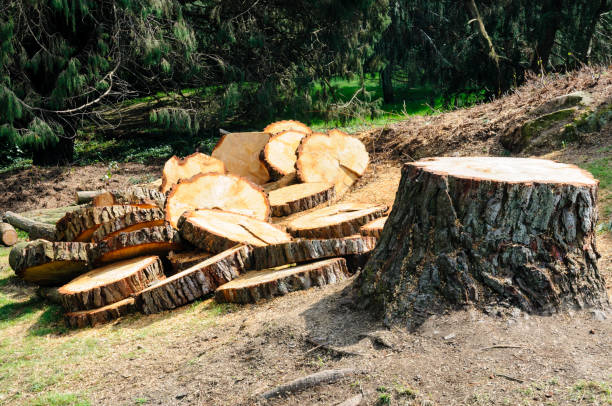 Best Tree Removal  in Mountain City, GA